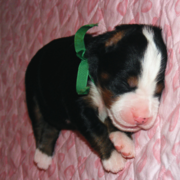 Young Bernese Mountain Puppy picture.PNG
