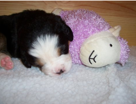 Young Bernese Mountain Puppy sleeping next to its purple lamp toy.PNG

