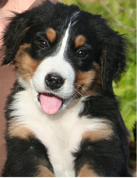 Adorable puppy picture of a Bernese Mountain dog.PNG
