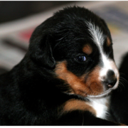 Bernese mountain dog breeder picture.PNG
