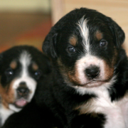 Bernese mountain dog puppies.PNG
