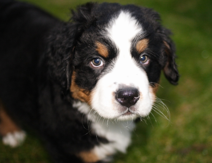 Bernese Mountain Dog Puppy looking straight at the camera.PNG
