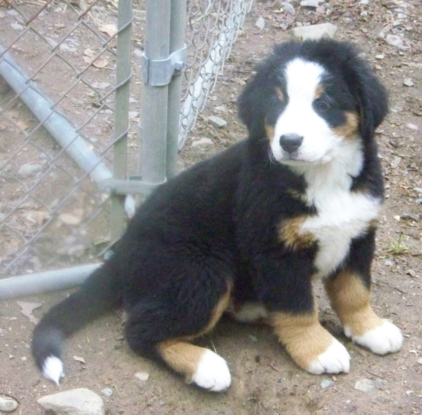 Bernese Mountain Pup images.PNG
