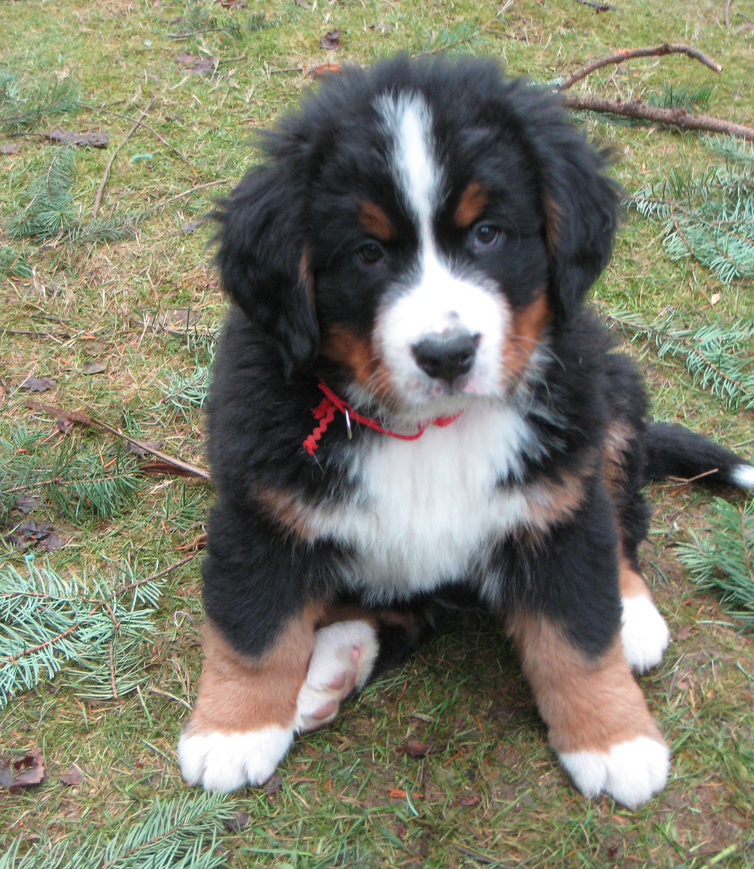Bernese Mountain Pup pictures.PNG
