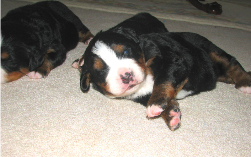 Bernese Mountain Puppies picture.PNG
