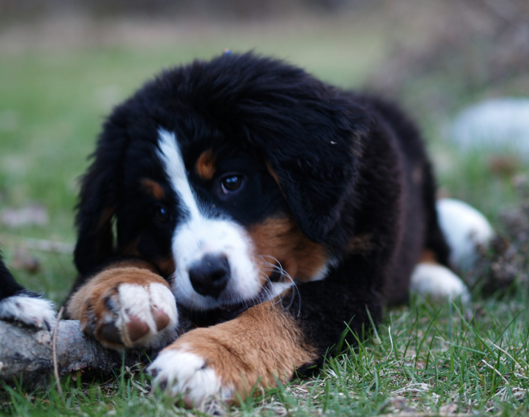 Bernese Mountain Puppy bitting on the big branch.PNG

