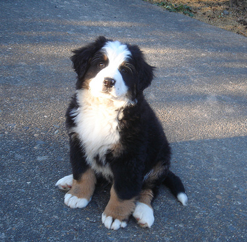 Bernese Mountain Puppy images.PNG
