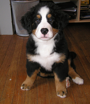 Bernese Mountain Puppy in black tan and white.PNG

