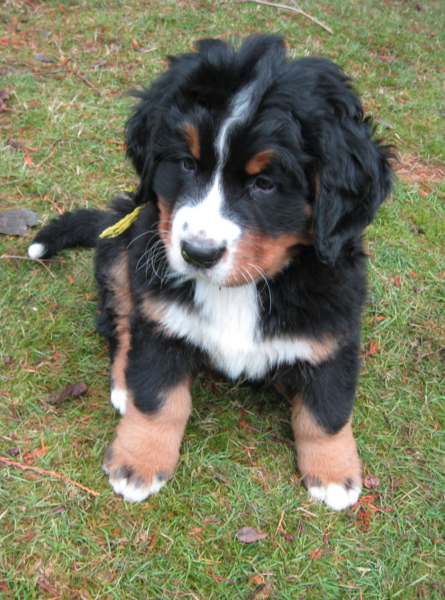 Bernese Mountain Puppy in black with tan and white patterns.PNG
