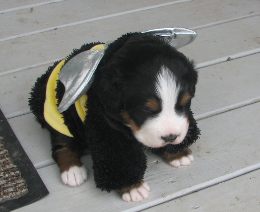 Bernese Mountain Puppy in cute bee custome pictures.PNG
