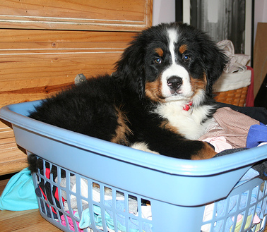 Bernese Mountain Puppy laying on blue basket with full of clothes.PNG
