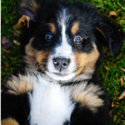 Bernese Mountain Puppy on its back on the grass with its funny eye expression looking very straight to the camera.PNG
