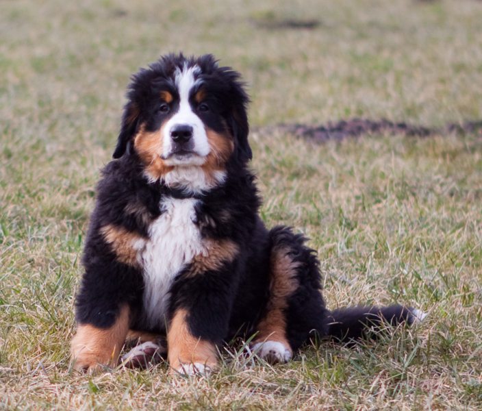 Bernese Mountain Puppy on the grass posting to the camera.PNG
