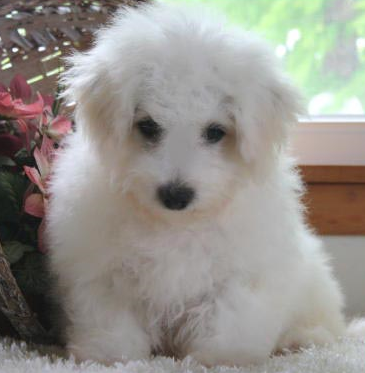 Adorable Bichon Frise puppy image.PNG
