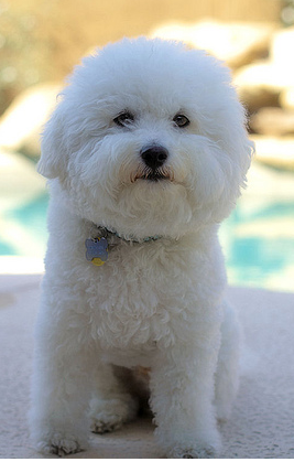 Bichon Frise dog puppy with long hair.PNG
