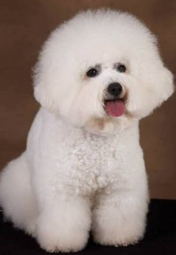 Bichon Frise French dog puppy picture.PNG
