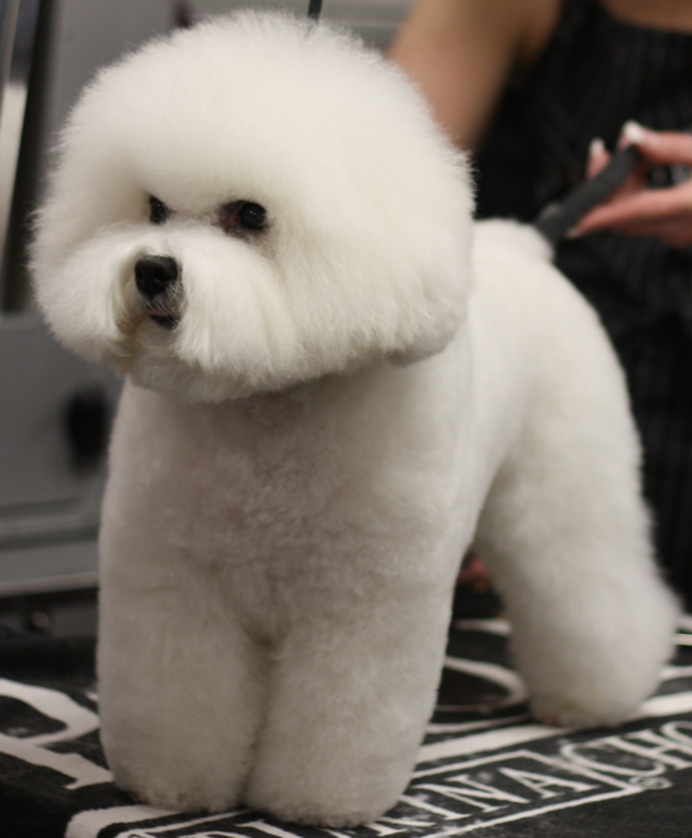 Bichon Frise Puppy groomed beautifully.PNG
