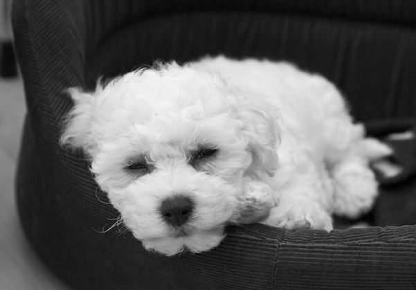 Bichon Frise Puppy in black and white picture.PNG
