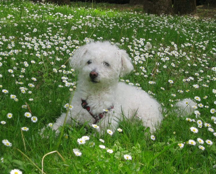 Bichon Frise Puppy on the bright green grass with full of small white flowers.PNG
