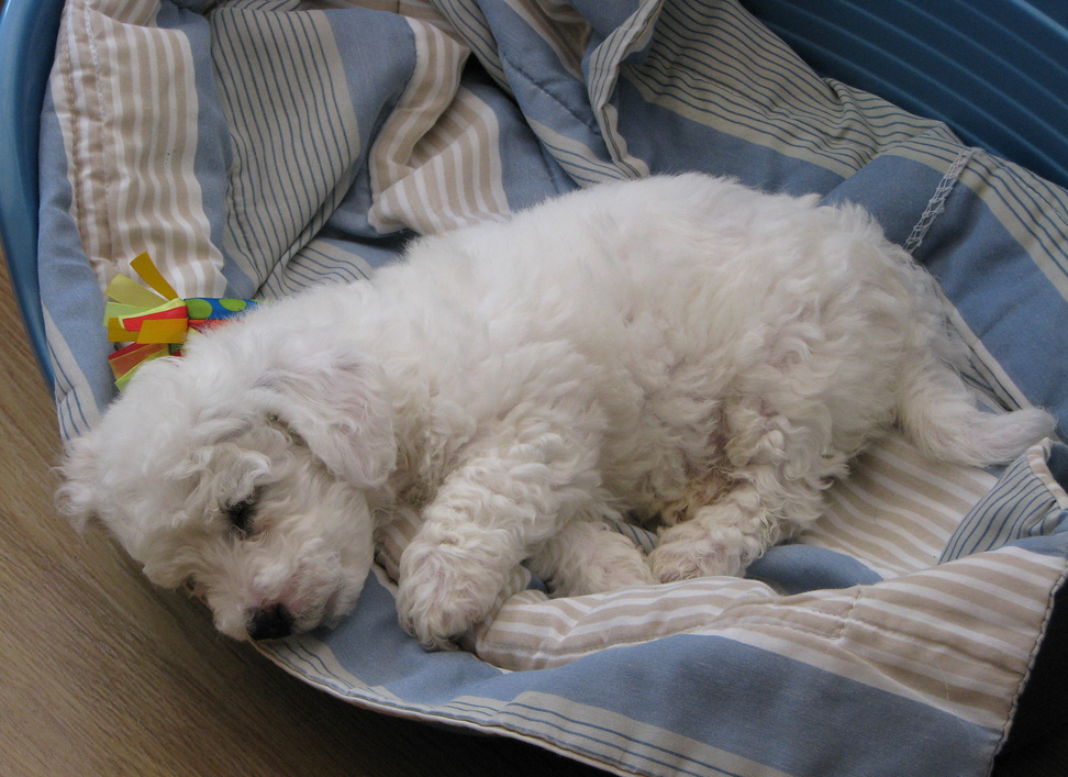 Bichon Frise Puppy sleep in its big dog bed.PNG
