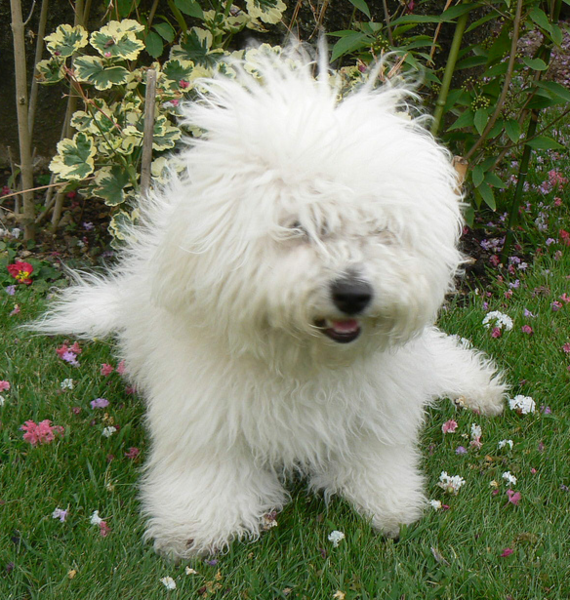 Bichon Frise Puppy with long messy hair.PNG