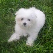 maltese puppy in the green grass.jpg

