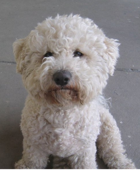 Creamy color Bichon Frise puppy looking straight at the camera.PNG
