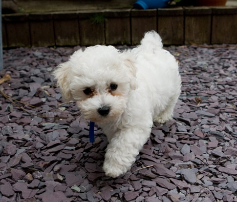 Creamy white bichon frise breed picture.PNG
