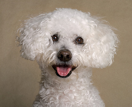 Curly hair bichon frise breeds.PNG
