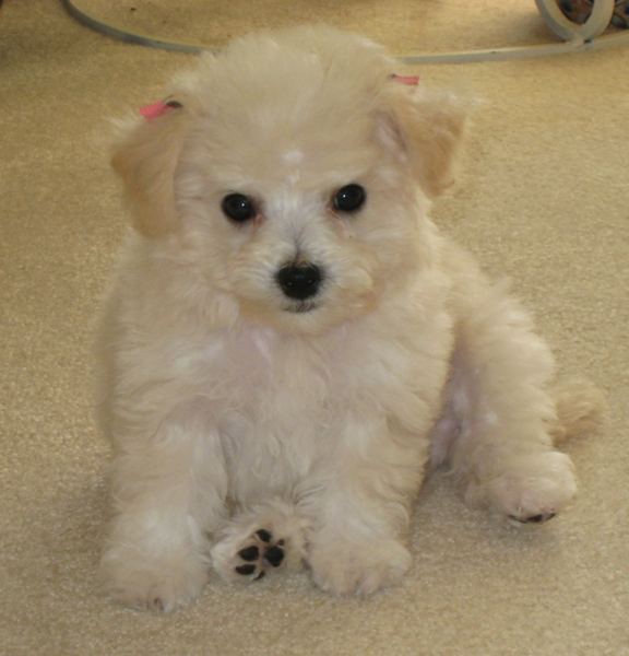 Cute bichon frise puppies breeders.PNG
