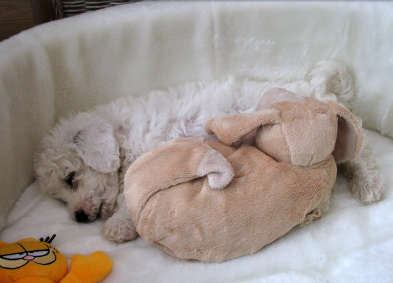 Cute Bichon Frise Puppy in deep sleep in its big dog bed