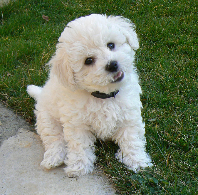 Cute Bichon Frise Puppy in white looking at the camera.PNG