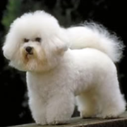 French Bichon Frise dog puppy image.PNG
