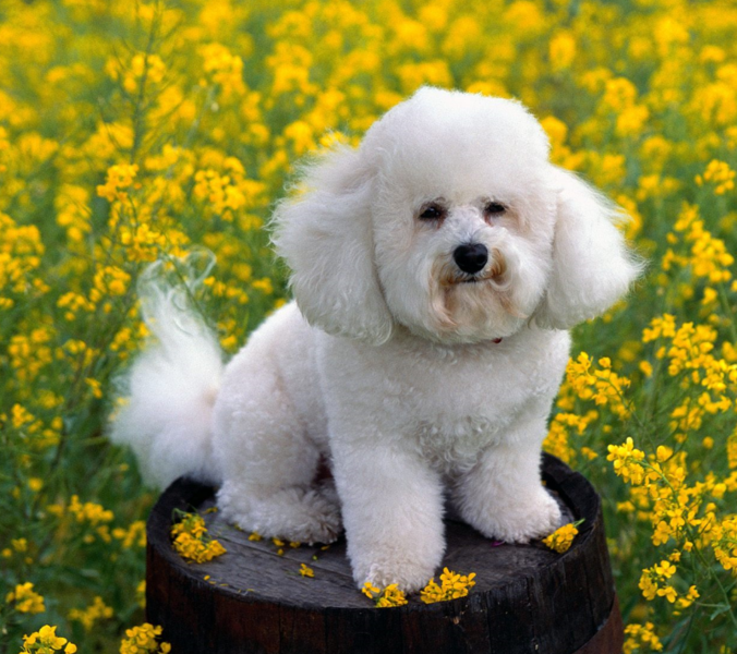 French Bichon Frise puppy in the yellow flower field.PNG