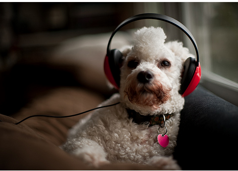 Funny dog picture listening to music with red headp phone.PNG
