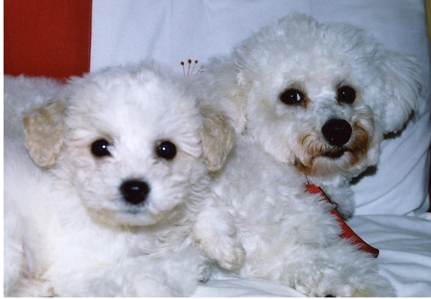 Image of bichon frise breeders.PNG
