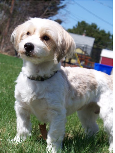 Jack russell bichon frise dog.PNG
