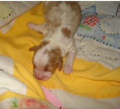 Newborn akc bichon frise puppy in white and tan colors.PNG
