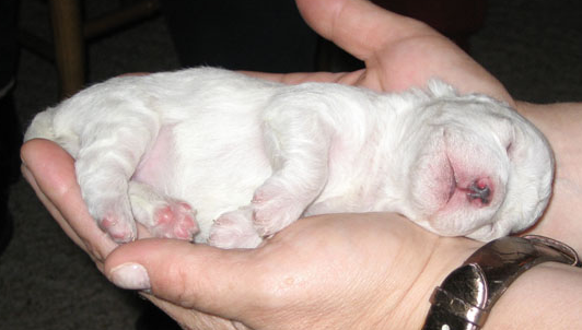 Newborn Bichon Frise Puppy picture.PNG
