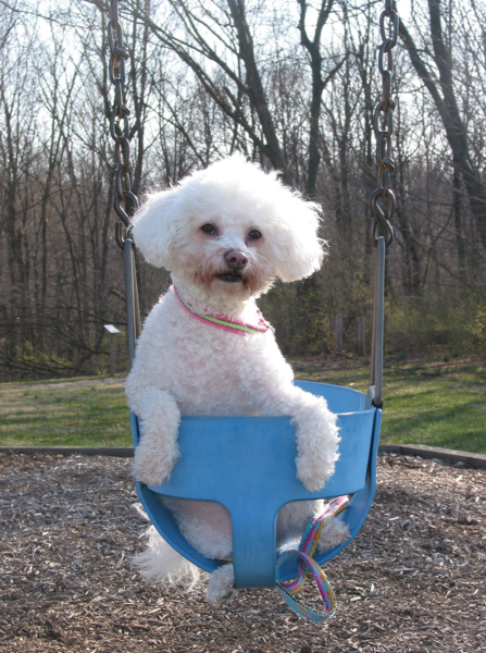 Photo of bichon frisee on a swing.PNG
