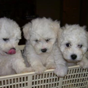 Picture of bichon frise breaders in laundry basket.PNG
