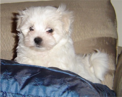 maltese puppy on the pillow.jpg
