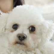 Picture of Bichon Frise Puppy.PNG
