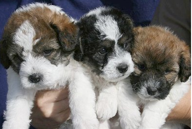 Picture of jack russell bichon frise puppies.PNG
