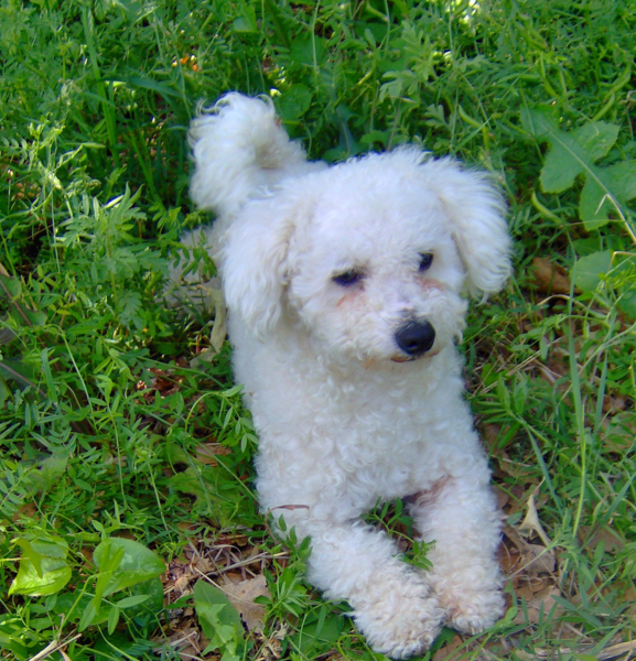 pictures of bichon frise.PNG
