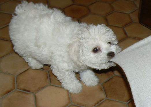 Playful bichon frise puppies breeders.PNG
