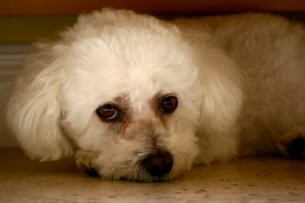 Pretty picture of a Bichon Frise Puppy.PNG
