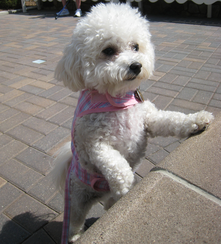 Standing up bichon frise clothing.PNG
