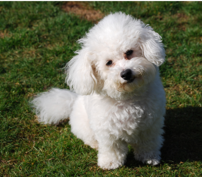 White bichon frise puppy breeder on the grass in the sun.PNG
