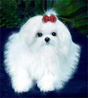 maltese puppy with long hair.jpg
